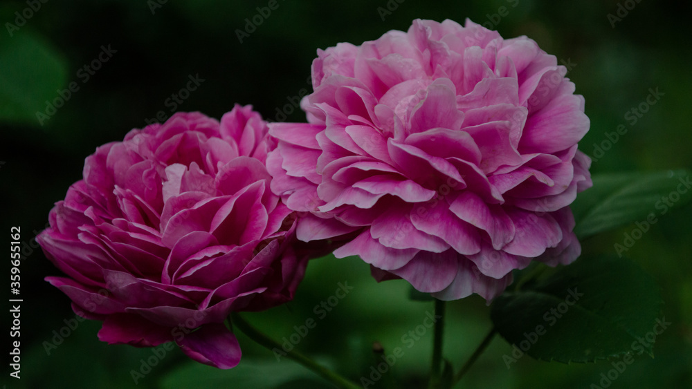 A beautiful rose in the backyard A beautiful rose in the backyard