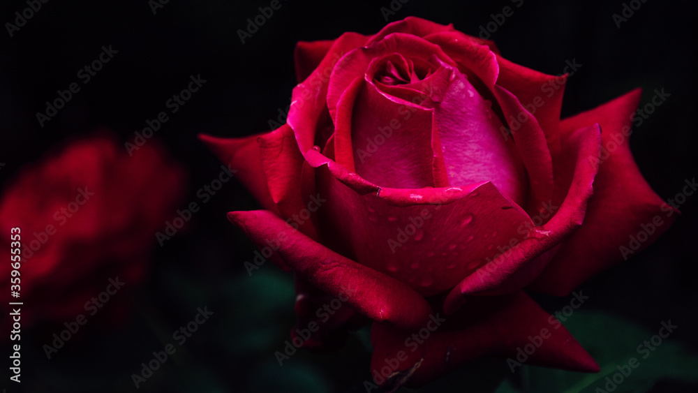 Naklejka premium A beautiful rose in the backyard with water drops