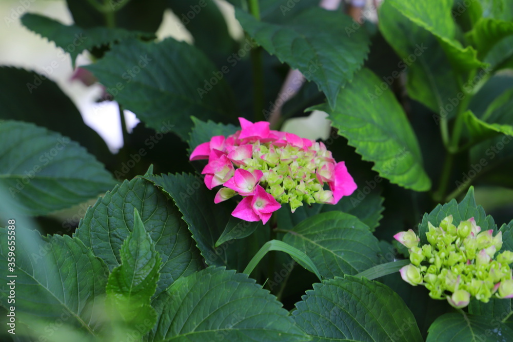濃いピンクのアジサイの花 濃いピンクのアジサイの花