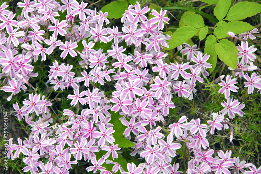 Stems, petals, corollas, leaves in the flower bed in the garden Stems, petals, corollas, leaves in the flower bed in the garden