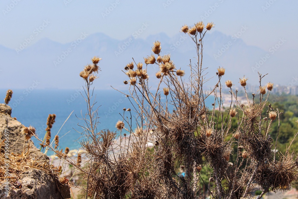 Antalya- Turcja. Widok na morze śródziemne. Wysuszone rośliny i Góry na horyzoncie. Antalya- Turcja. Widok na morze śródziemne. Wysuszone rośliny i Góry na horyzoncie.