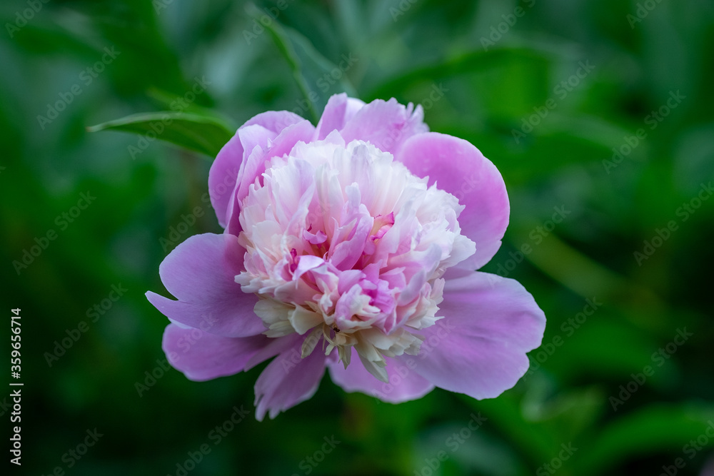 Beautiful peony on a green blurred background Beautiful peony on a green blurred background