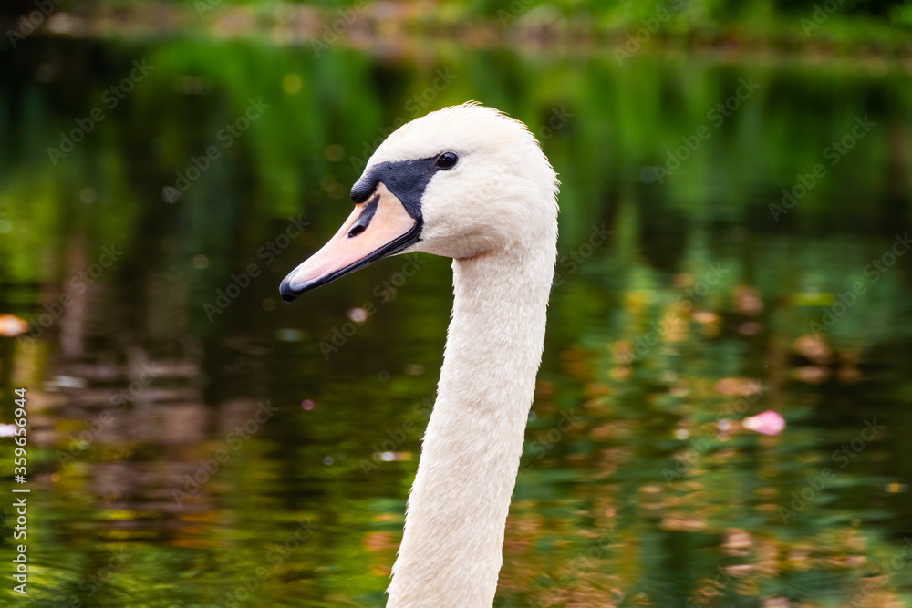 Portrait of a graceful white swan with long neck on dark green water background. Portrait of a graceful white swan with long neck on dark green water background.