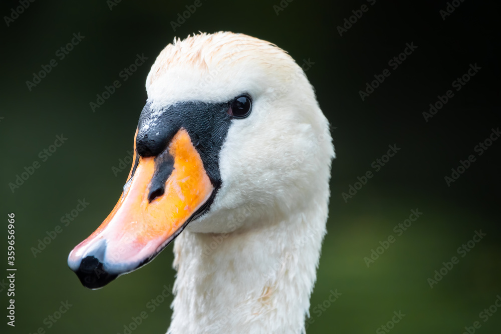Portrait of a graceful white swan with long neck on dark green water background. Portrait of a graceful white swan with long neck on dark green water background.