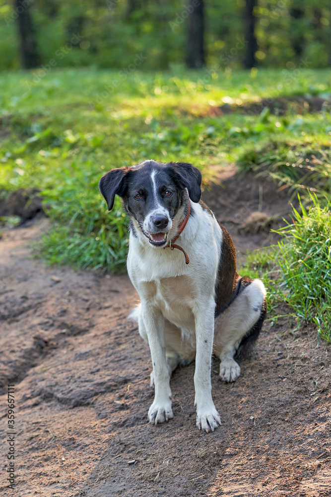 Portrait of black hunting dog with drop ears. Sitting and looking at the camera