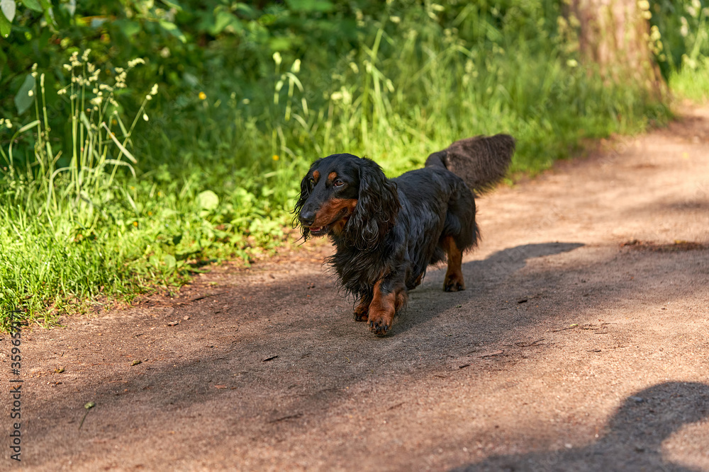 Long-haired Dachshund runs on a forest road on a background of green grass Long-haired Dachshund runs on a forest road on a background of green grass