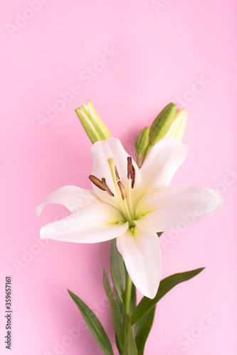 Fototapeta Naklejka Na Ścianę i Meble -  Lily flowers on pink background. Flowers composition. Flat lay, copy space, top view.