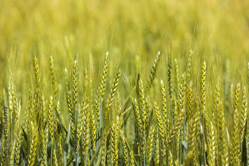 Green wheat. Sunny day. Close up. Outdoors. Green wheat. Sunny day. Close up. Outdoors.