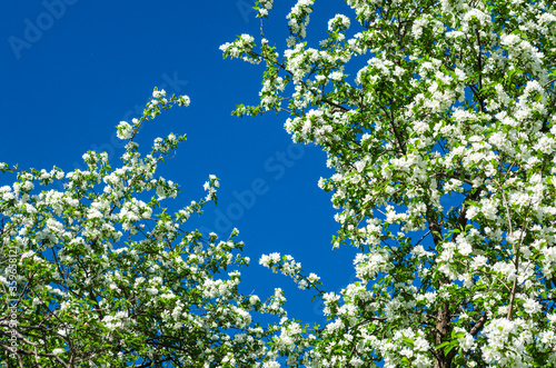 Branches of a blossoming apple tree against a blue sky. White flowers. Spring flowering. Pollen. Stamen. Petal.
