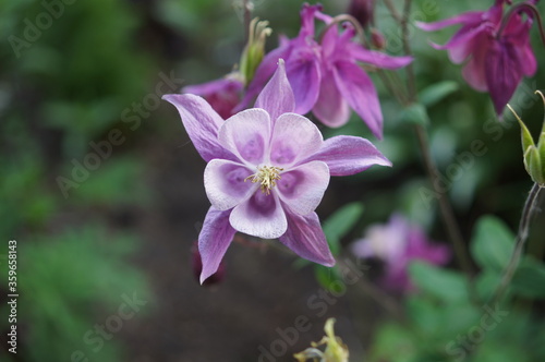 Die Kurzspornige Akelei gehört zu den beliebtesten und unkompliziertesten Gartenpflanzen.Pflanzenfamilie der Hahnenfußgewächse (Ranunculaceae).
Wissenschaftlicher Name Aquilegia.
Wuchshöhe 20 cm bis 8