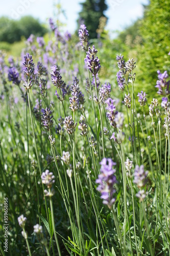 Lavendel