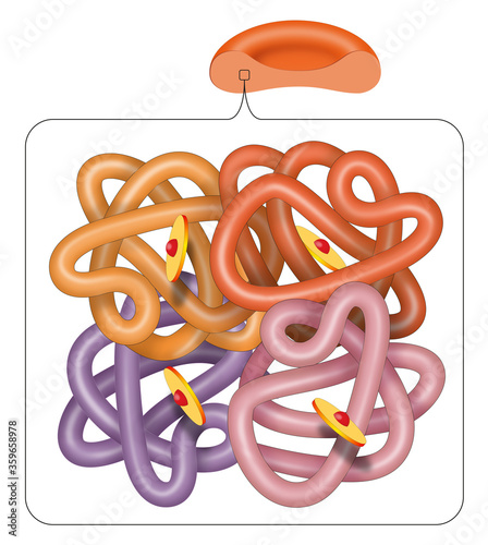 Structure of the haemoglobin (hemoglobin) molecule photo