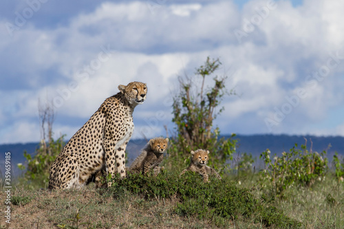 Cheetah family scanning the plains for possible breakfast. 