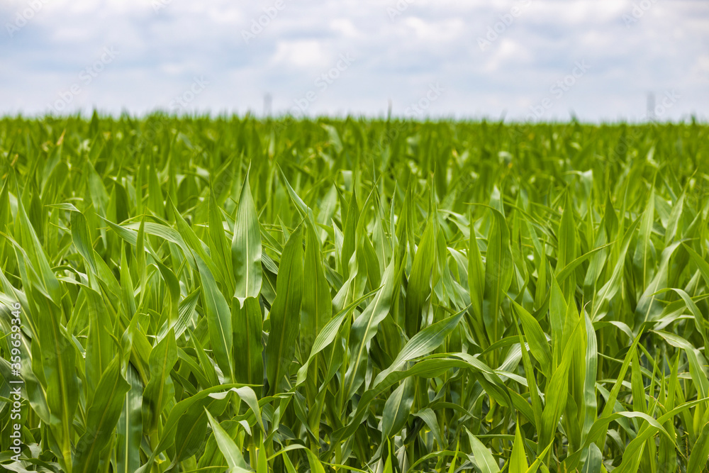 Green corn maize plants on a field. Agricultural landscape Green corn maize plants on a field. Agricultural landscape