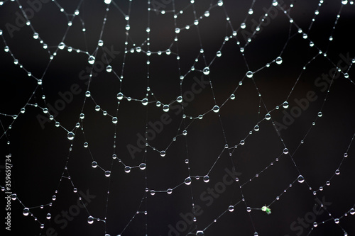 spider web with dew drops