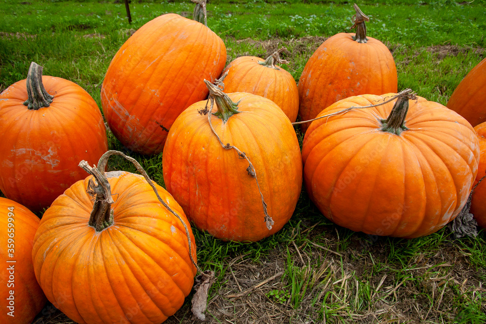 pumpkins on a field pumpkins on a field