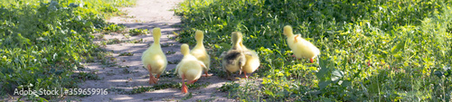 Cute little newborn yellow fluffy gosling. Group of young goslings on grass