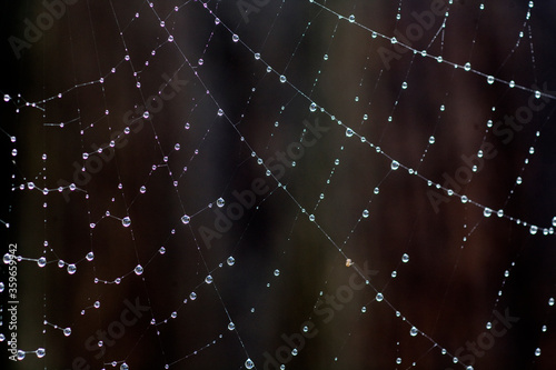 spider web with dew drops © sangwon
