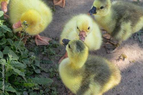 Cute little newborn yellow fluffy gosling.Group of young goslings on grass