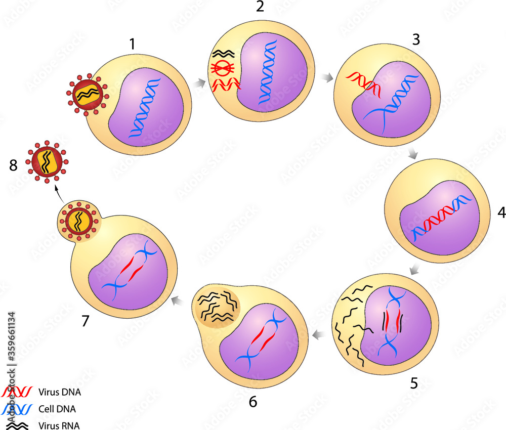 HIV viral life cycle