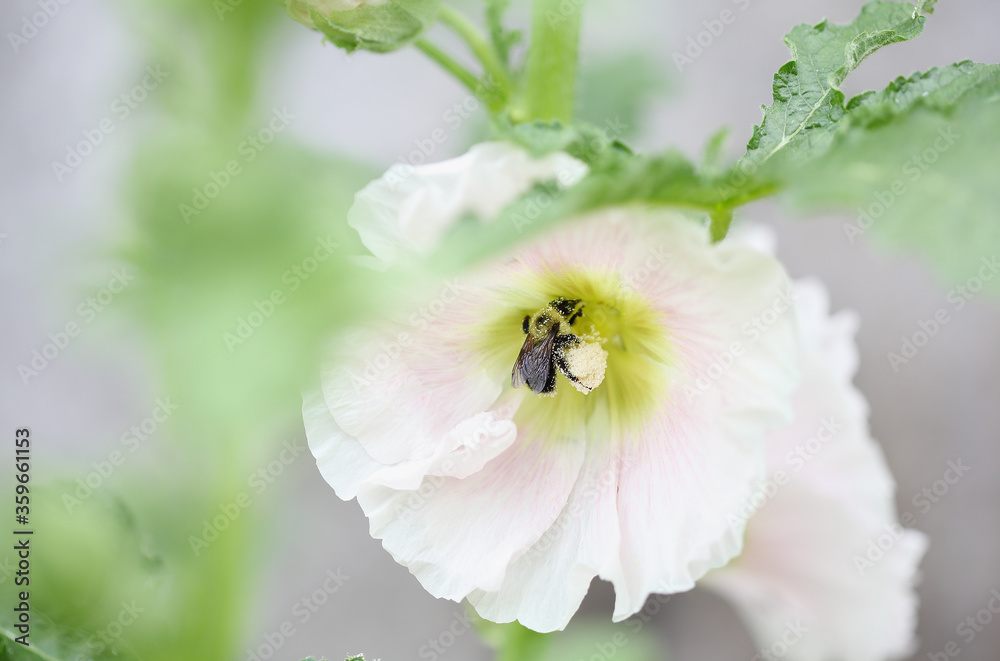 Bumblebee bee collecting pollen deep from inside a beautiful old fashioned soft pink Hollyhock, Althaea rosea (Alcea rosea), flower. Selective focus Shallow depth of field with a blurred background.