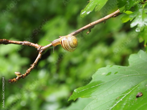 Snail in branch after rain showers