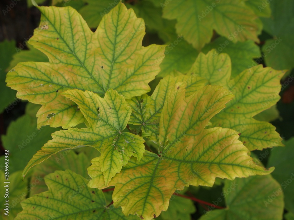 Green forest after rain showers