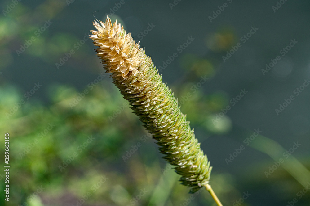 Macro photography, insects and plants in spring Macro photography, insects and plants in spring