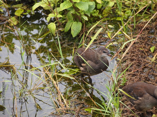 birds in wetland © carla