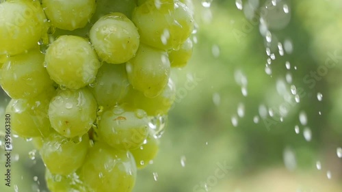 Close-up of a bunch of ripe green grapes under the drops of rain. Fresh fruits. 4k footage