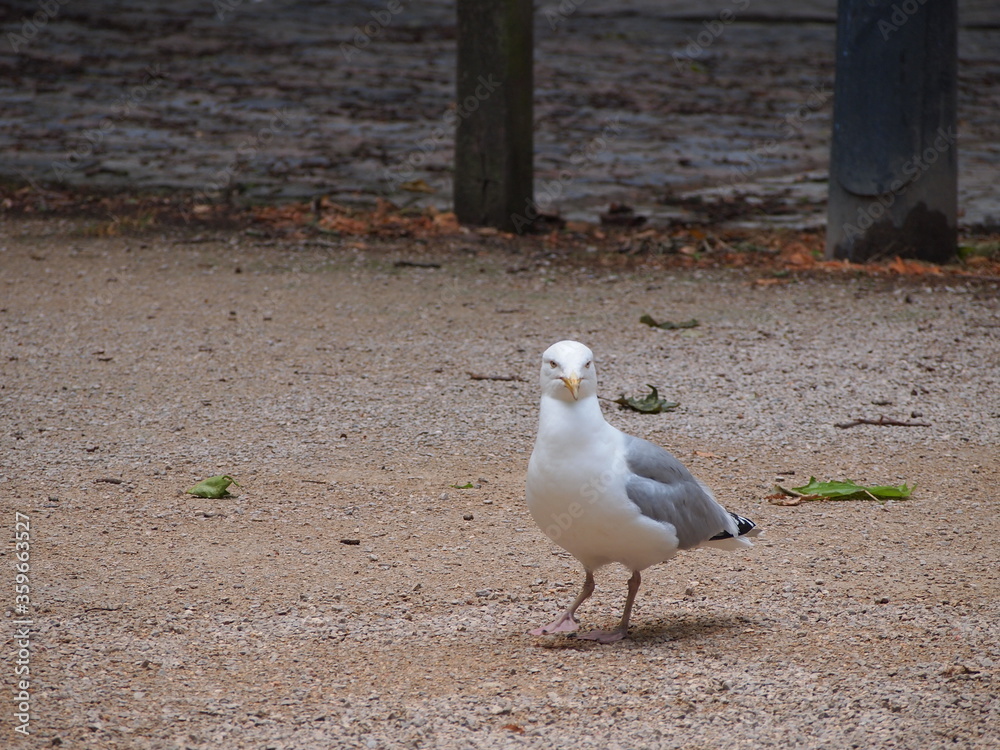 Obraz premium City birds