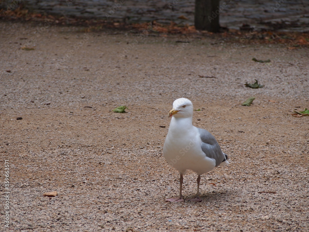 Obraz premium City birds