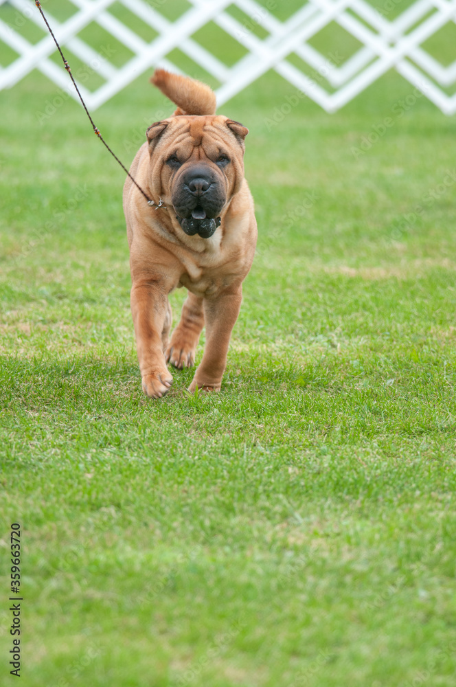 Sharpei