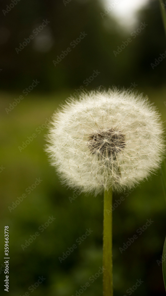 Fototapeta premium dandelion on green background