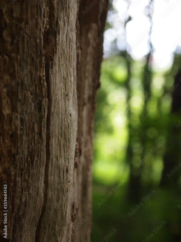 Obraz premium Green forest details