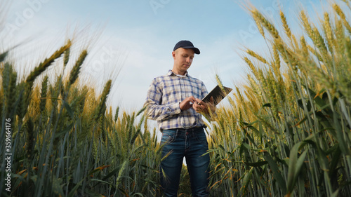 Fotografia Young farmer works with a digital tablet in a wheat field, smart farm and qualit