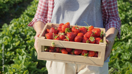 Front view close-up woman carries a full wooden box of ripe strawberries harvested on the field