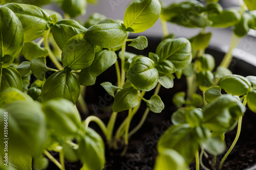 Kitchen garden of herbs. Fresh Organic Green basil plant for healthy cooking. Fresh aromatic culinary herb in pot on windowsill. Lifestyle concept.