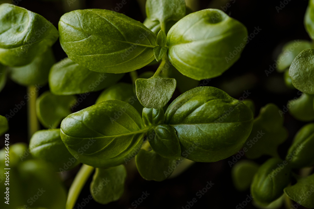 Kitchen garden of herbs. Fresh Organic Green basil plant for healthy cooking. Fresh aromatic culinary herb in pot on windowsill. Lifestyle concept. Kitchen garden of herbs. Fresh Organic Green basil plant for healthy cooking. Fresh aromatic culinary herb in pot on windowsill. Lifestyle concept.