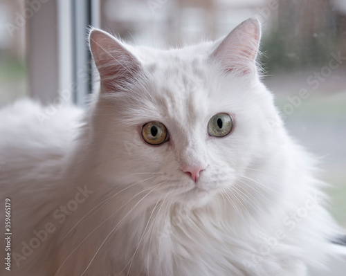 White fluffy domestic cat sat next to a window and looking directly at camera.