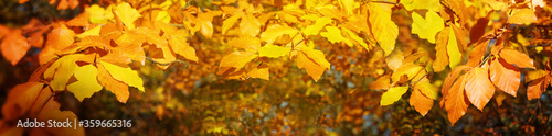 Autumnal leaves branches, golden autumn, bokeh background. Nature autumnal background. Autumnal forest.