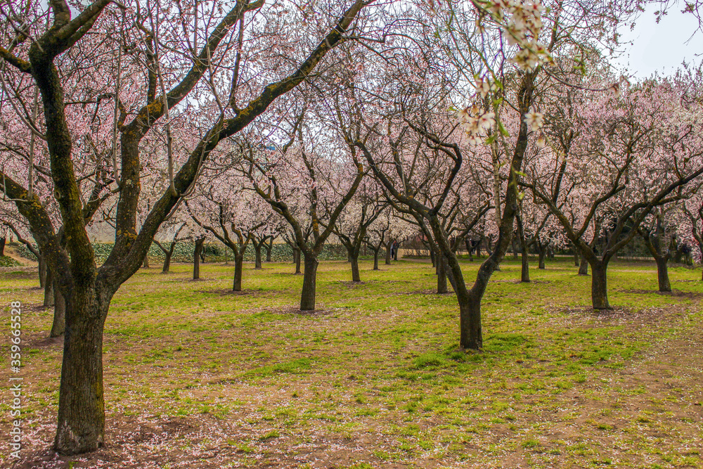 Beautiful flowers trees in spring season Beautiful flowers trees in spring season