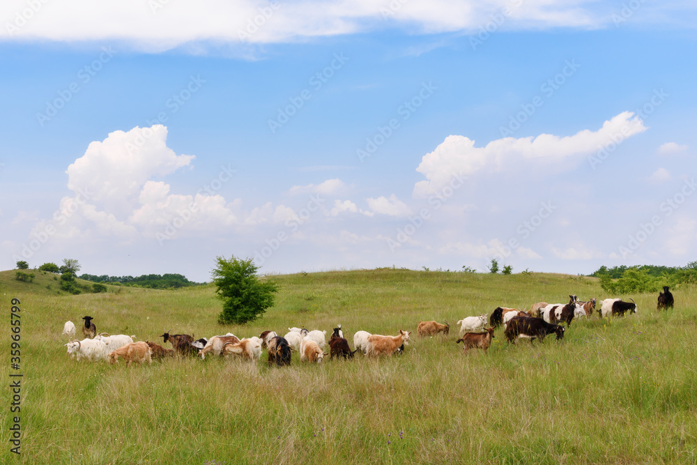 A flock of sheep in the wild A flock of sheep in the wild