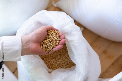 Caucasian man holding malt in a brewery