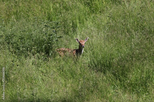 Bambi (deer) in tall grass