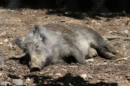 Sleeping Boar Mommy in the sun