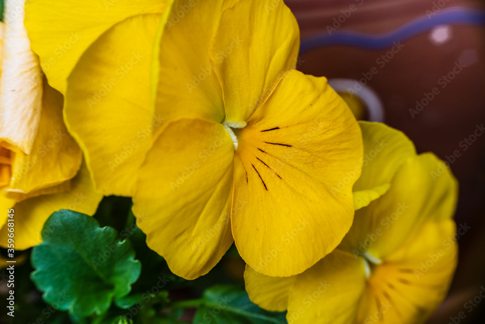 Macro photography, insects and plants in spring Macro photography, insects and plants in spring