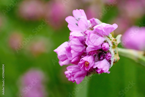 Macro flower photo, close up floral. © Sviatoslav Kovtun