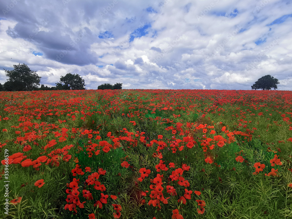 Field of poppies in the Cotswolds