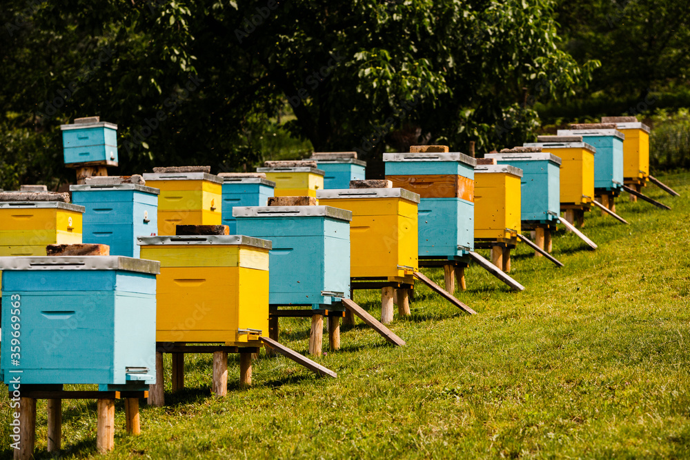 Colored wooden beehives in the farmer garden. Honey bee hives in Moldova. bee home at meadow with flowers and fresh green grass on spring season. Colored wooden beehives in the farmer garden. Honey bee hives in Moldova. bee home at meadow with flowers and fresh green grass on spring season.